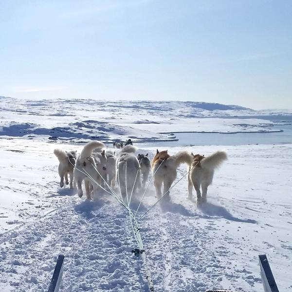 Team of sled dogs, from vantage point of sled.
