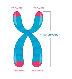 illustration of x-shaped chromosome showing telomere caps at each end.