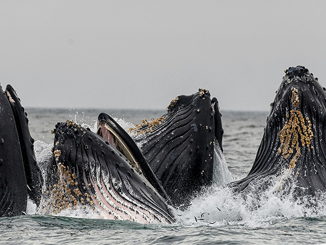 Four humpback whale heads surface together under gray skies