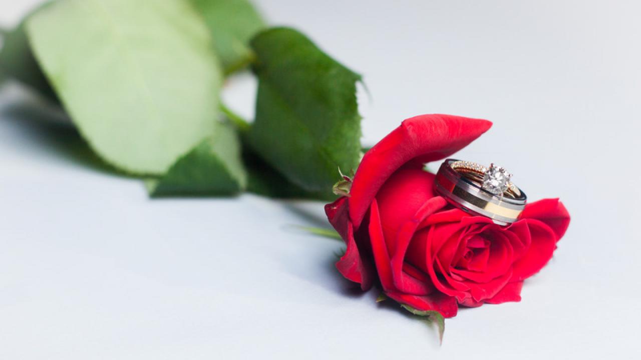 Photo: rose and rings