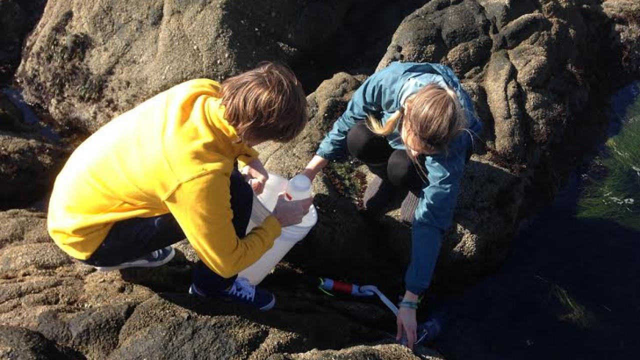 Lester Kwiatkowski and Yana Nebuchina taking samples from a rocky tide pool.