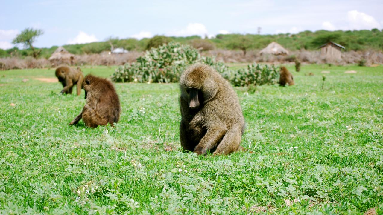 Photo: baboons foraging in grass