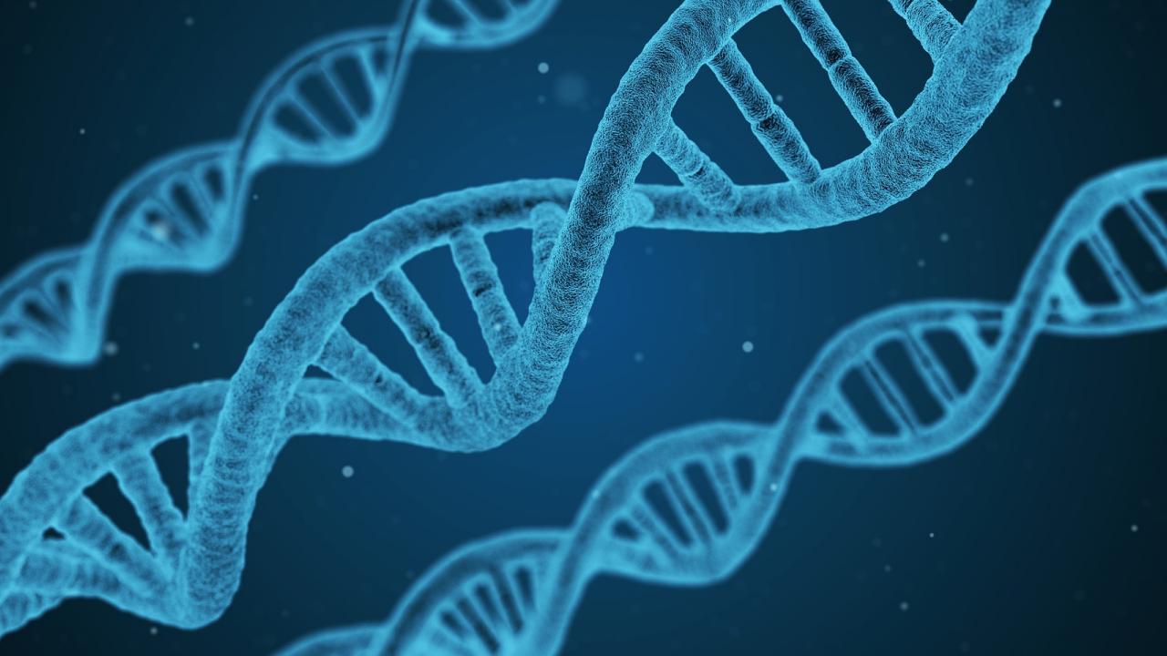 DNA helixes