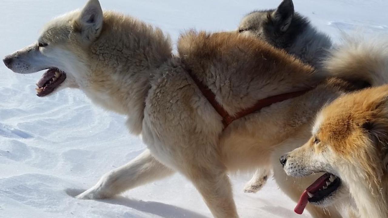 Photo of sled dog team walking across snow.