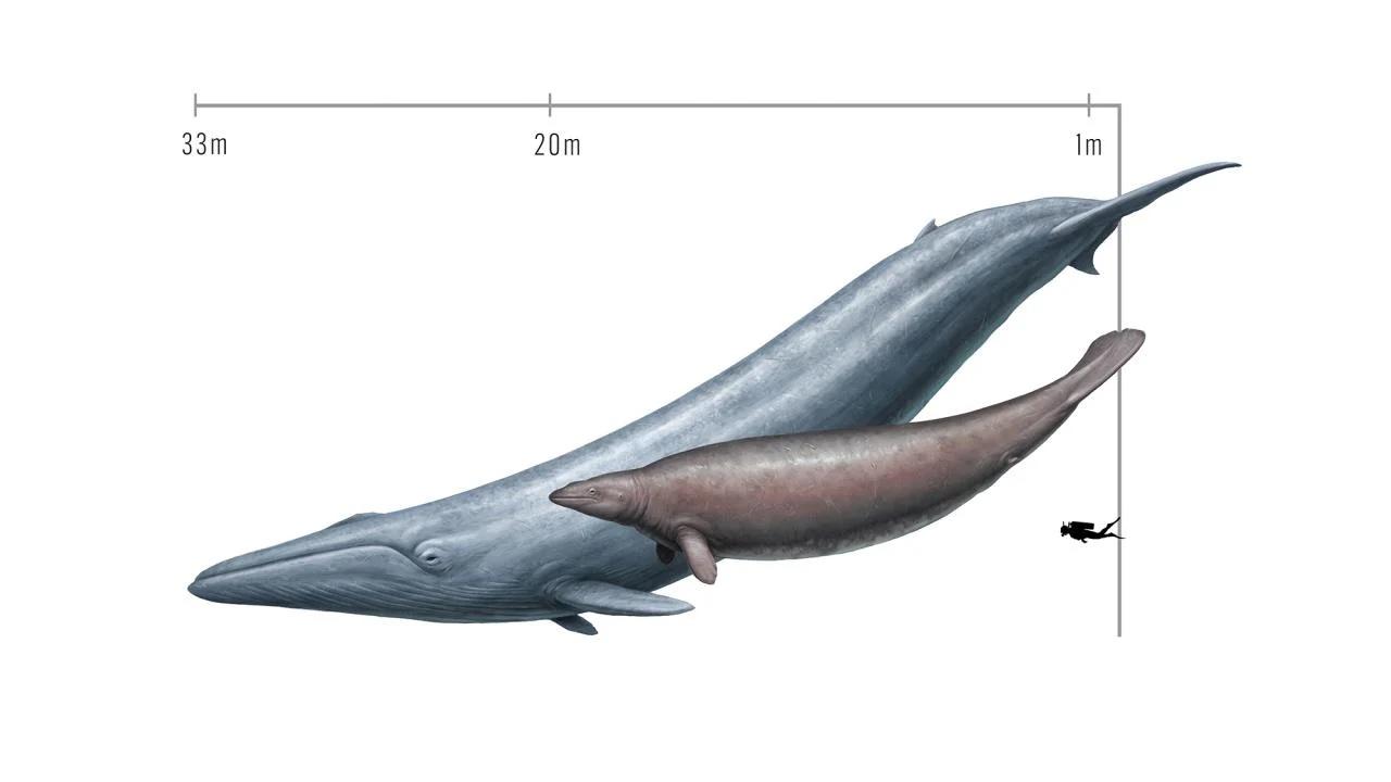 Size comparison of a modern blue whale (Balaenoptera musculus) and the extinct Perucetus colossus, known from a fossil discovered in Peru. 