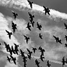 Photo: a flock of pigeons flying in cloudy sky
