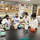 UC Davis undergraduate students experiment with proteins at a lab bench