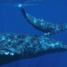 Whale and calf swim together underwater in deep blue ocean