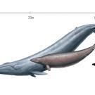 Size comparison of a modern blue whale (Balaenoptera musculus) and the extinct Perucetus colossus, known from a fossil discovered in Peru. 